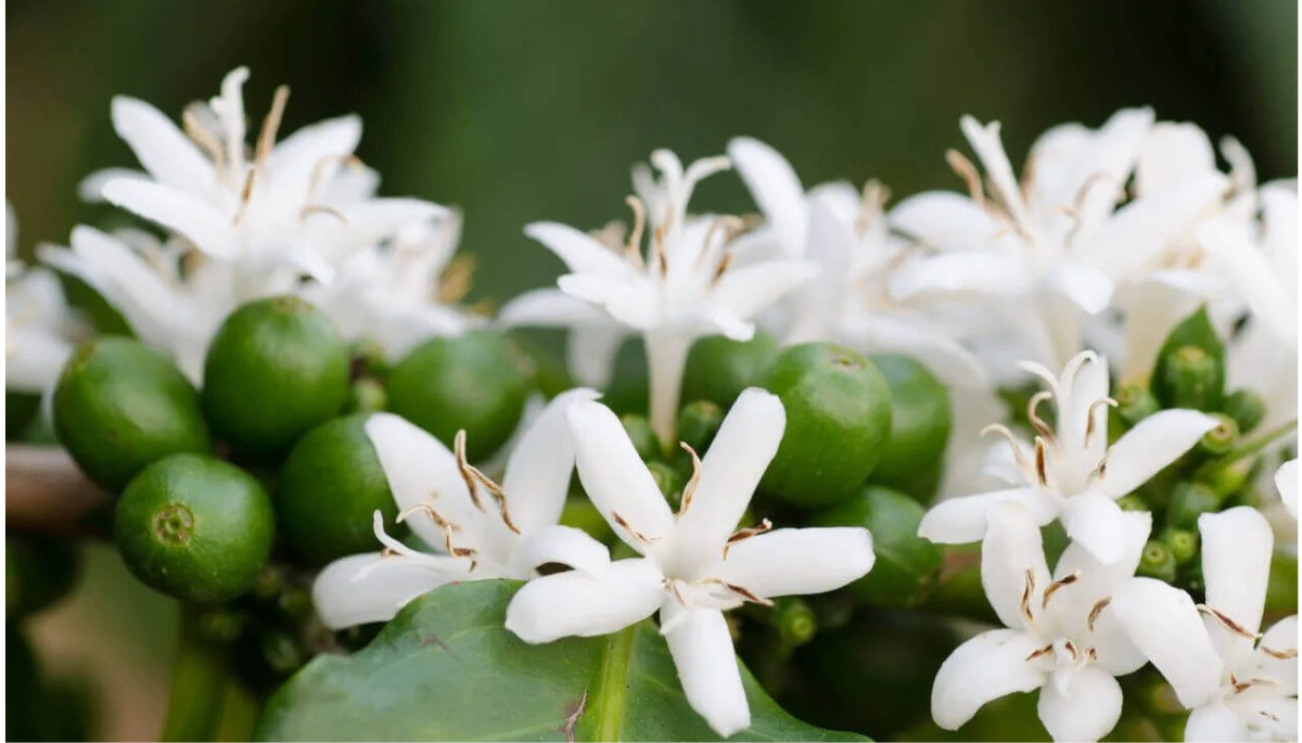 Coffee Blossom