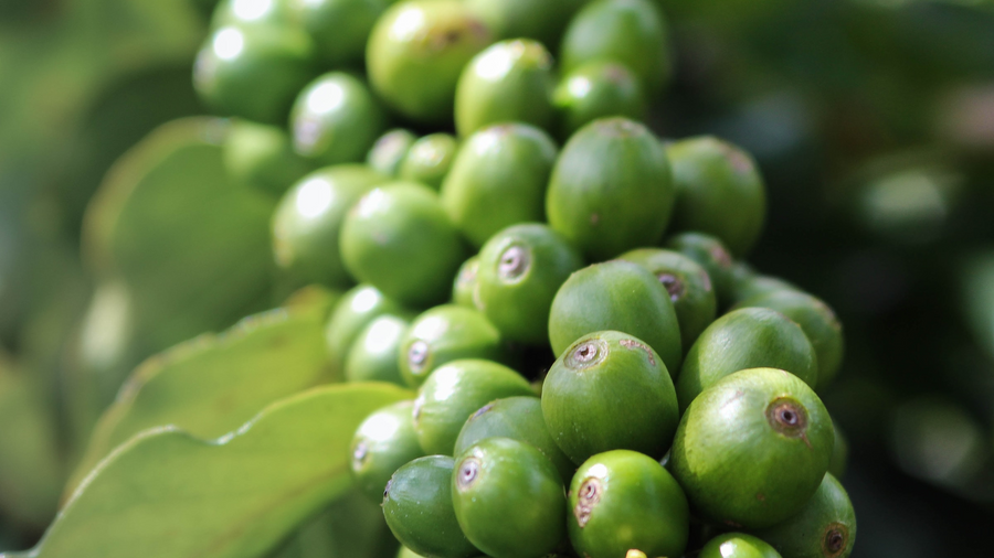 Coffee in house: Roasting coffee beans
