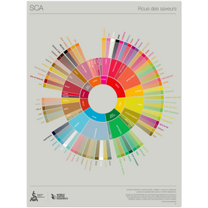 French - Coffee Taster's Flavor Wheel Poster -SCA