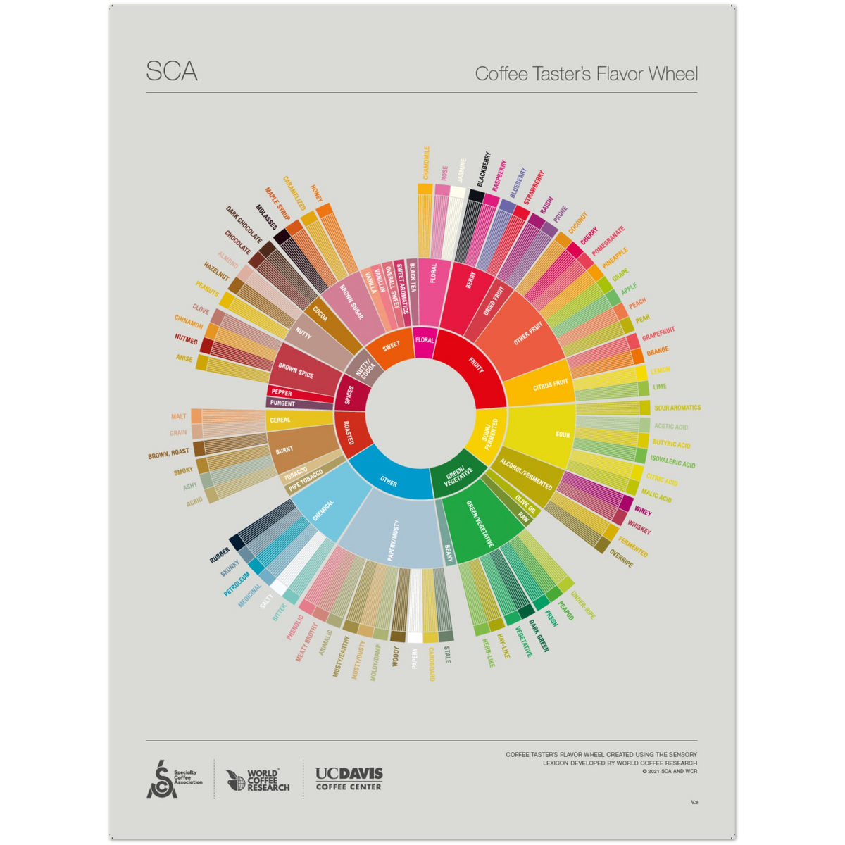English -The Coffee Taster's Flavor Wheel Poster -SCA