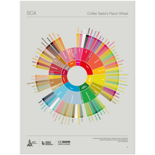 English -The Coffee Taster's Flavor Wheel Poster -SCA